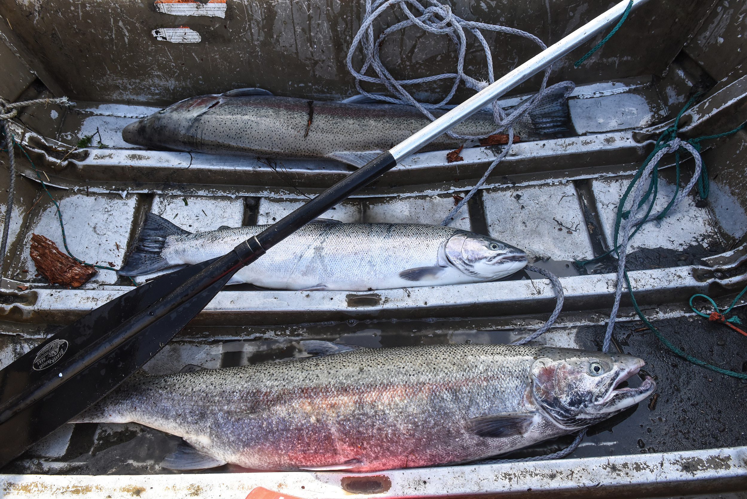 Three salmon caught by Greg Lewis are seen on the bottom of his boat on the Quinault Indian Reservation in Taholah, Washington, U.S. March 4, 2020. Lewis fishes by placing his nets out in the river and then collecting the caught salmon twice a day, once i